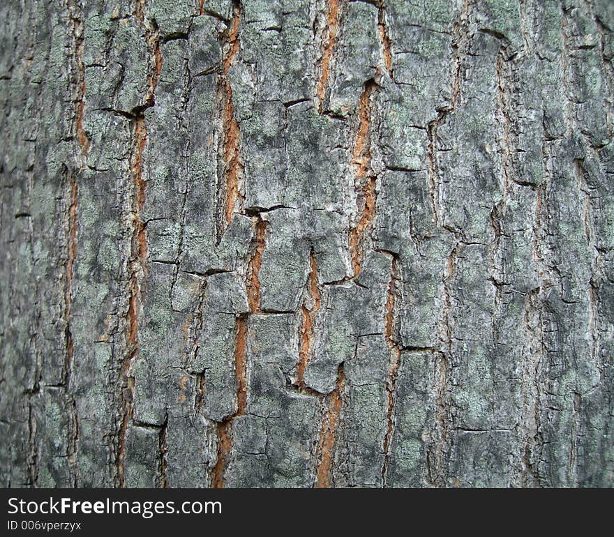 High resolution close-up of tree bark. High resolution close-up of tree bark.