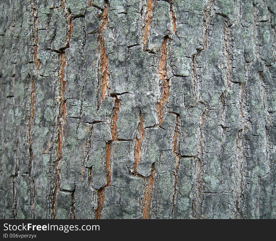 Tree Bark High Resolution