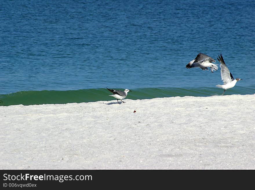 Photographed at Indian Rocks Beach, Indian Rocks Florida. Photographed at Indian Rocks Beach, Indian Rocks Florida