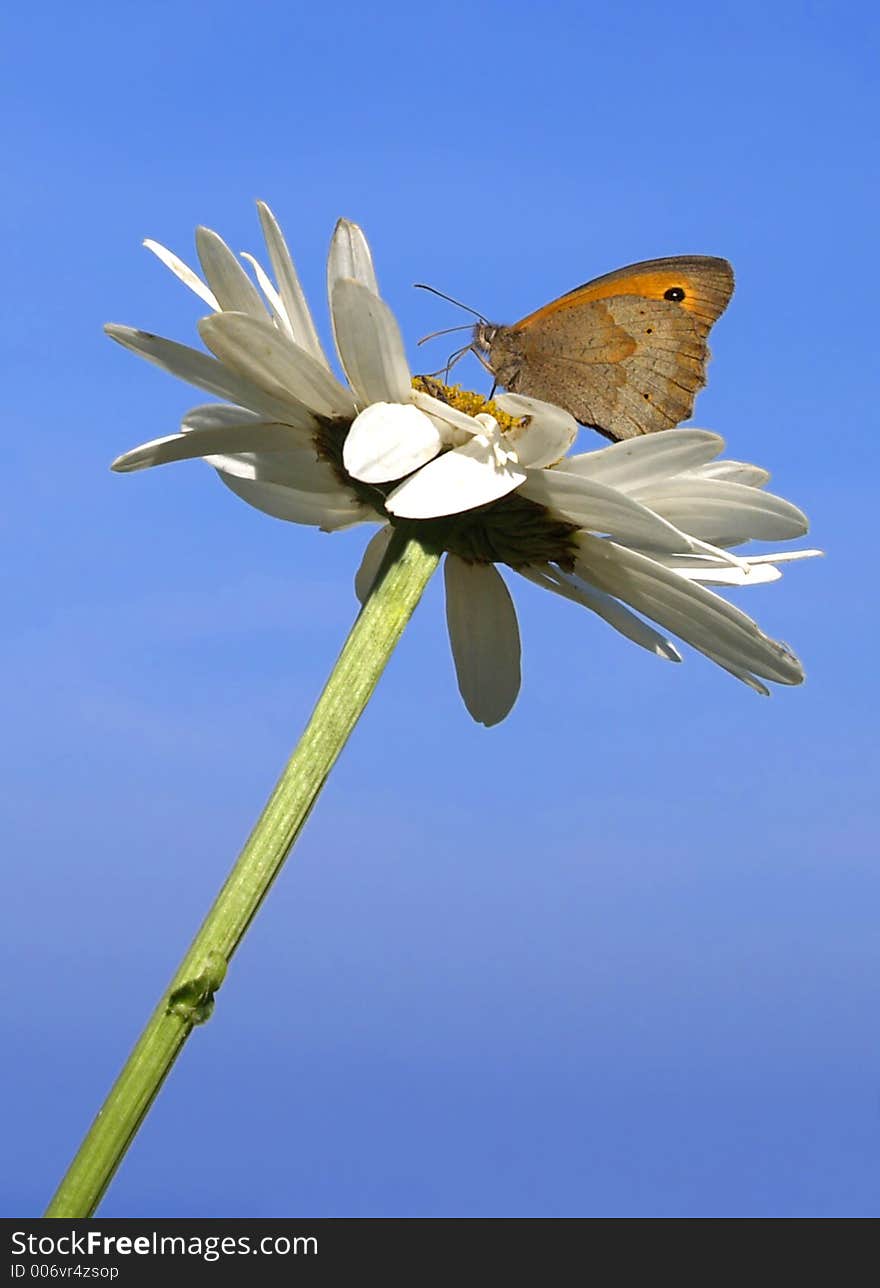 Butterfly on flower and blue sky on the background