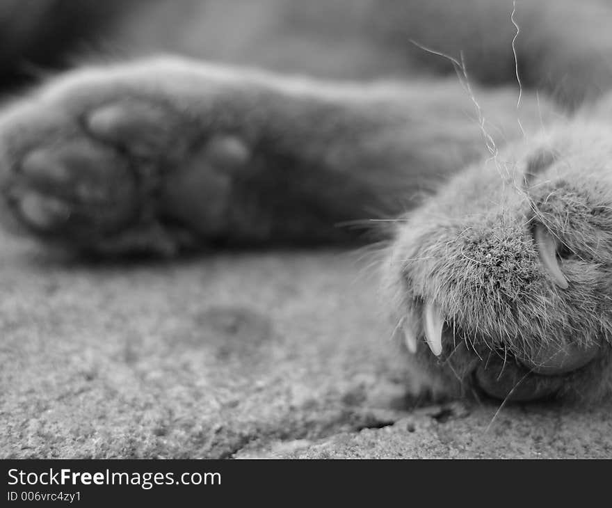 Cats claw and hairs in focus while background shows underside of other paw. photo is in black and white. Cats claw and hairs in focus while background shows underside of other paw. photo is in black and white