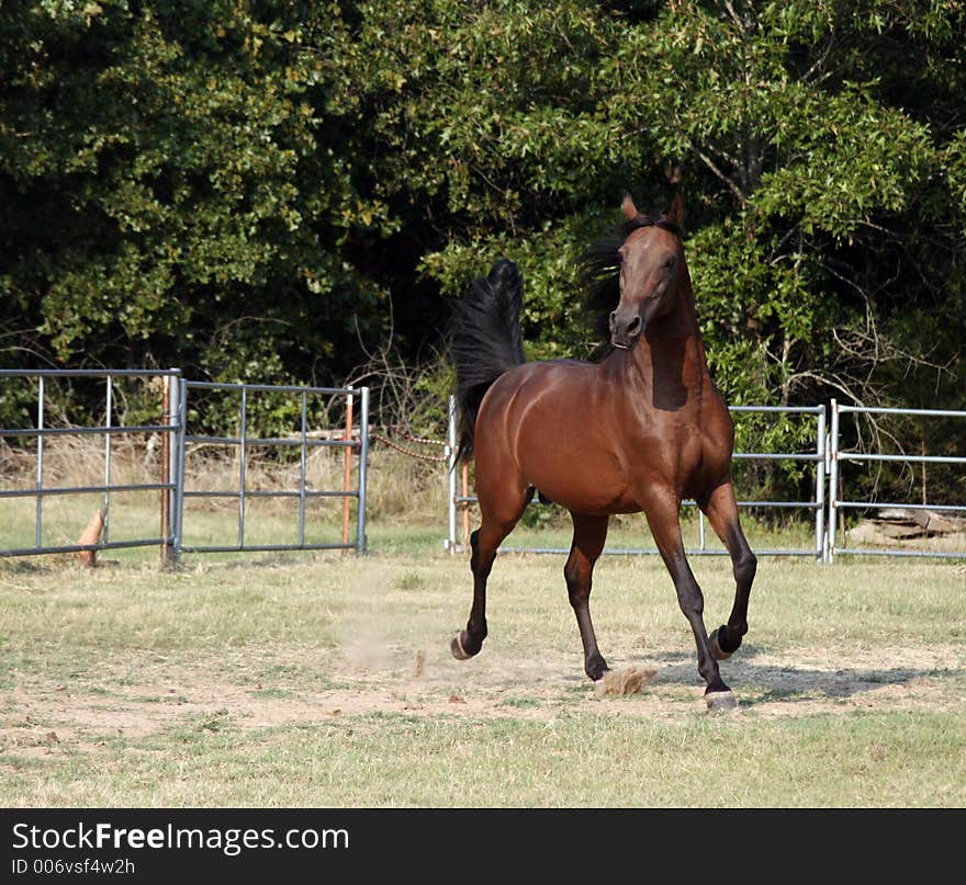 Arabian stallion trotting in arena