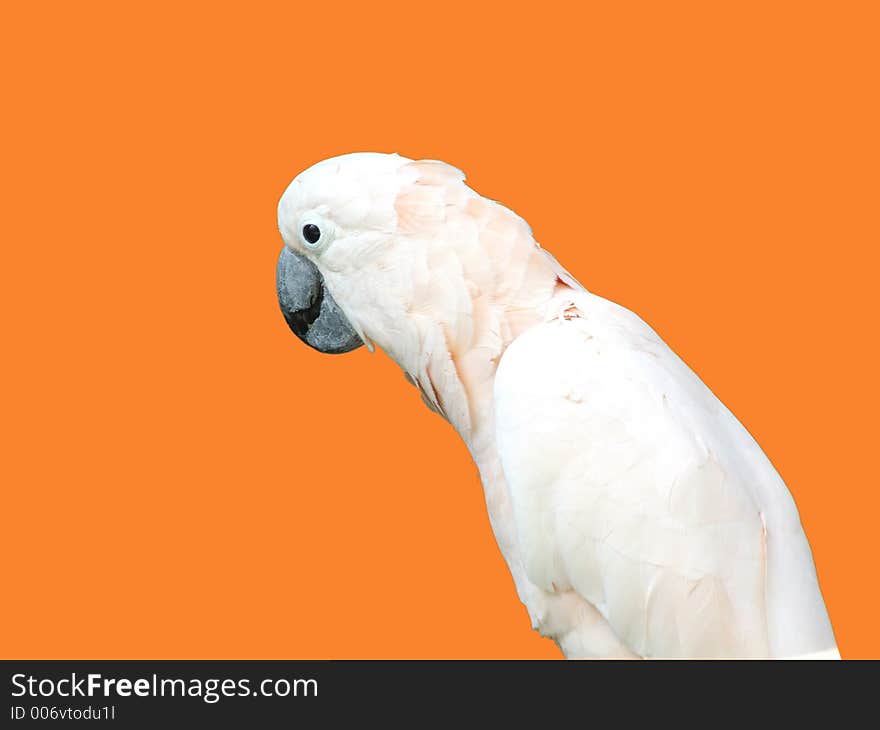 Parrot With Clipping Path