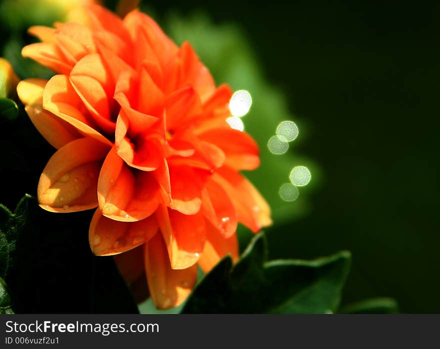 Orange Flower