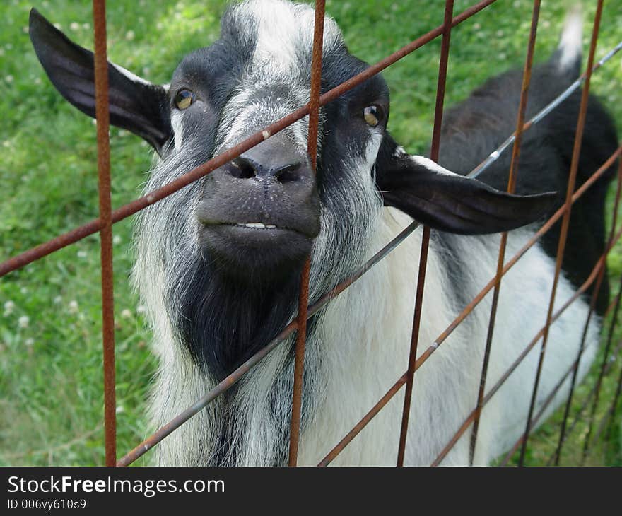 Goat through Fence