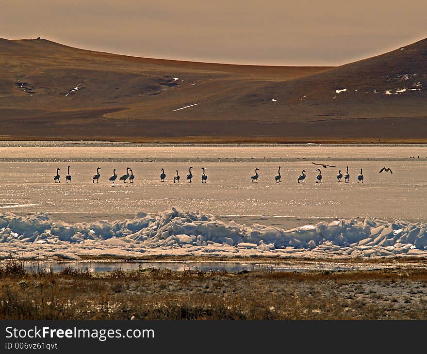 This image of the geese on the frozen area of the lake was taken in central MT. This image of the geese on the frozen area of the lake was taken in central MT.