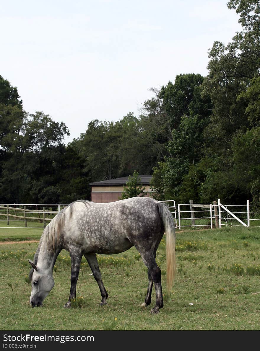 Dabble grey Arabian mare grazing. Dabble grey Arabian mare grazing