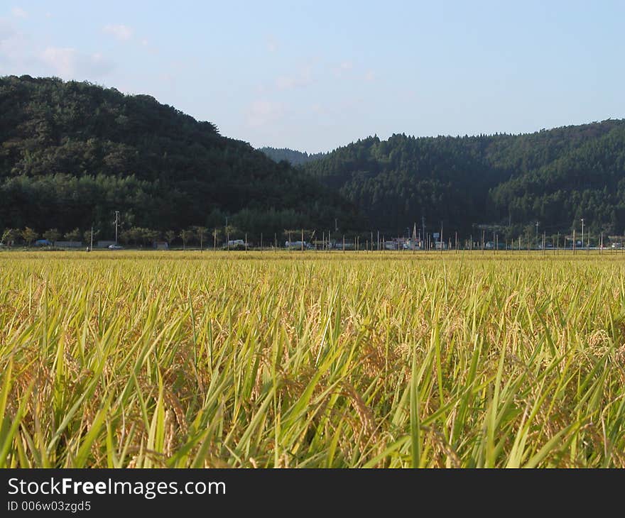 Rice field hills and cloudy sky