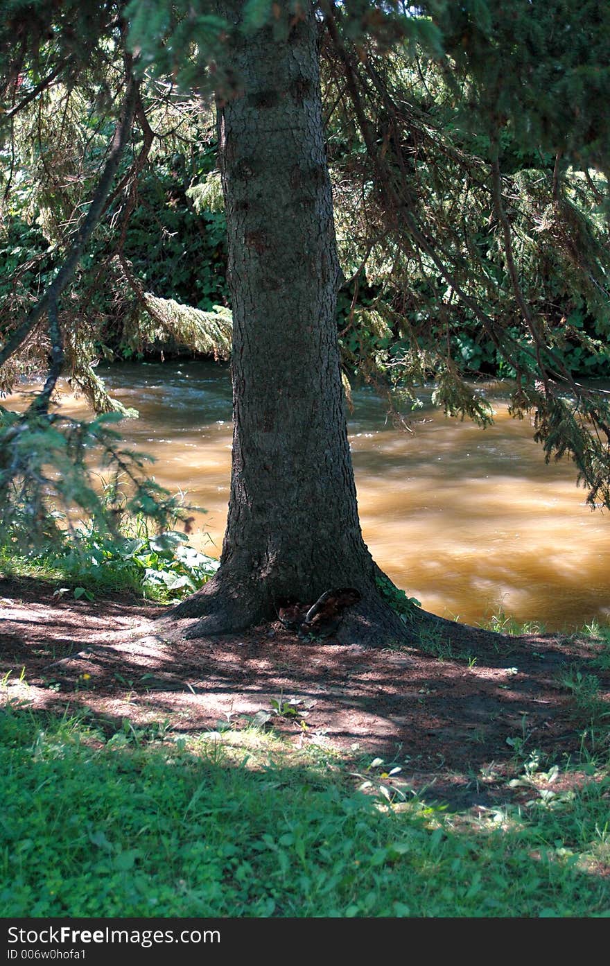 Tree near water