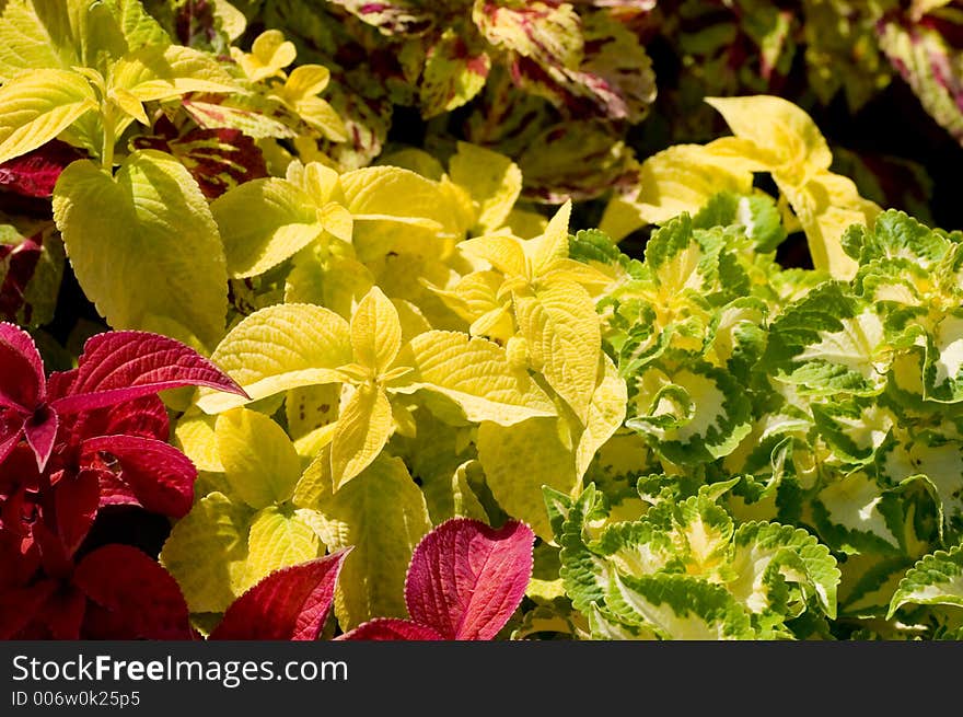 Colorful Coleus