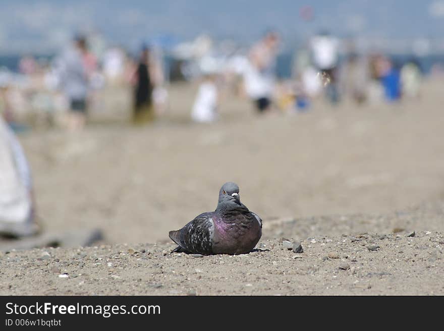 A pigeon on the beach