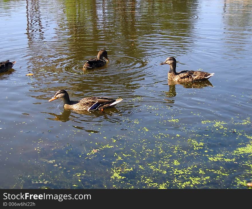 Ducks On Lake