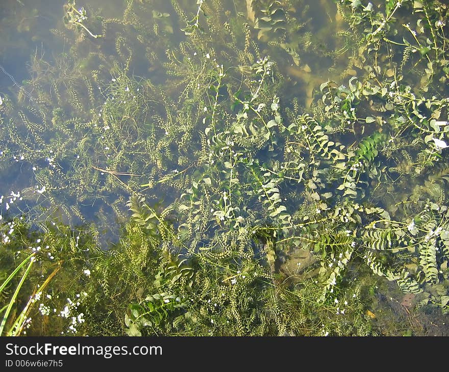 Aquatic plant. Aquatic plant