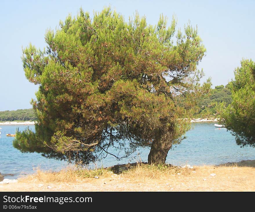 Old tree on sea-side