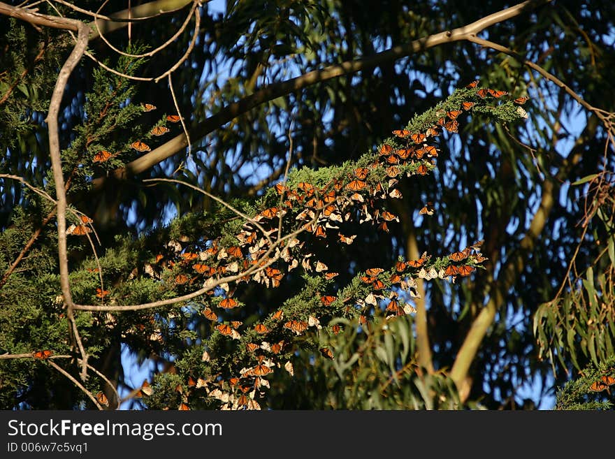 Monarchs At Lighthouse Field