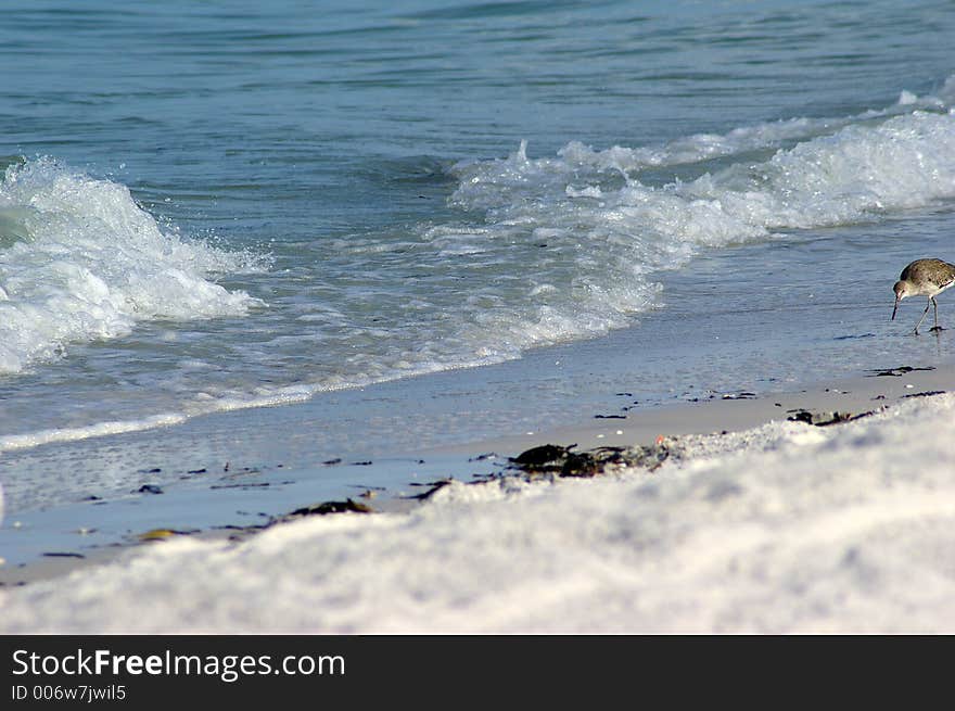 Photographed at Indian Rocks Beach, Indian Rocks Florida. Photographed at Indian Rocks Beach, Indian Rocks Florida