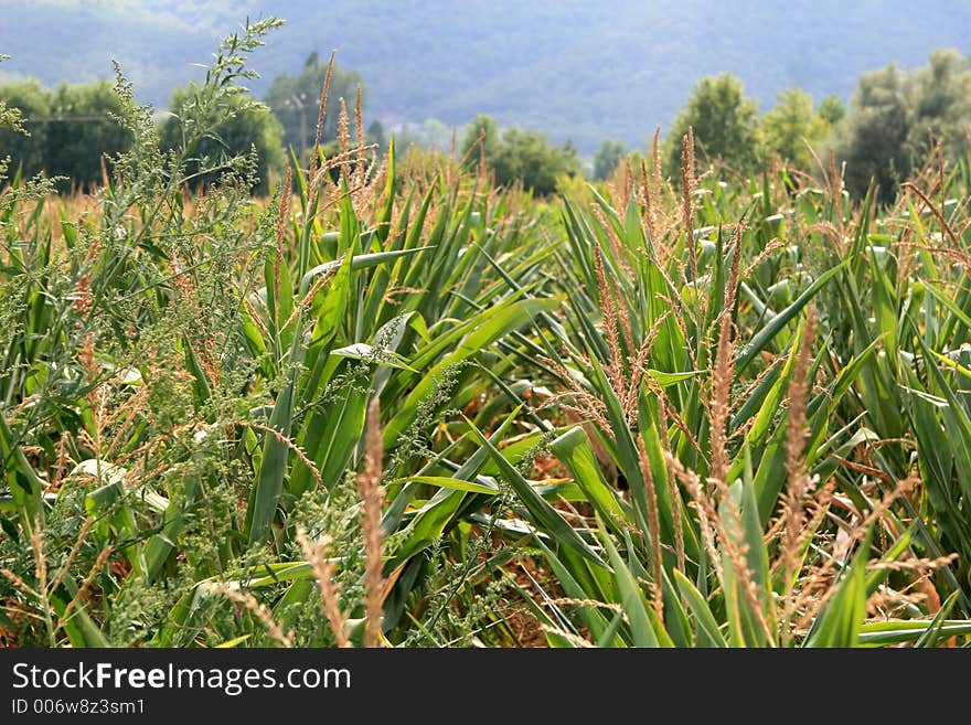 Corn Field