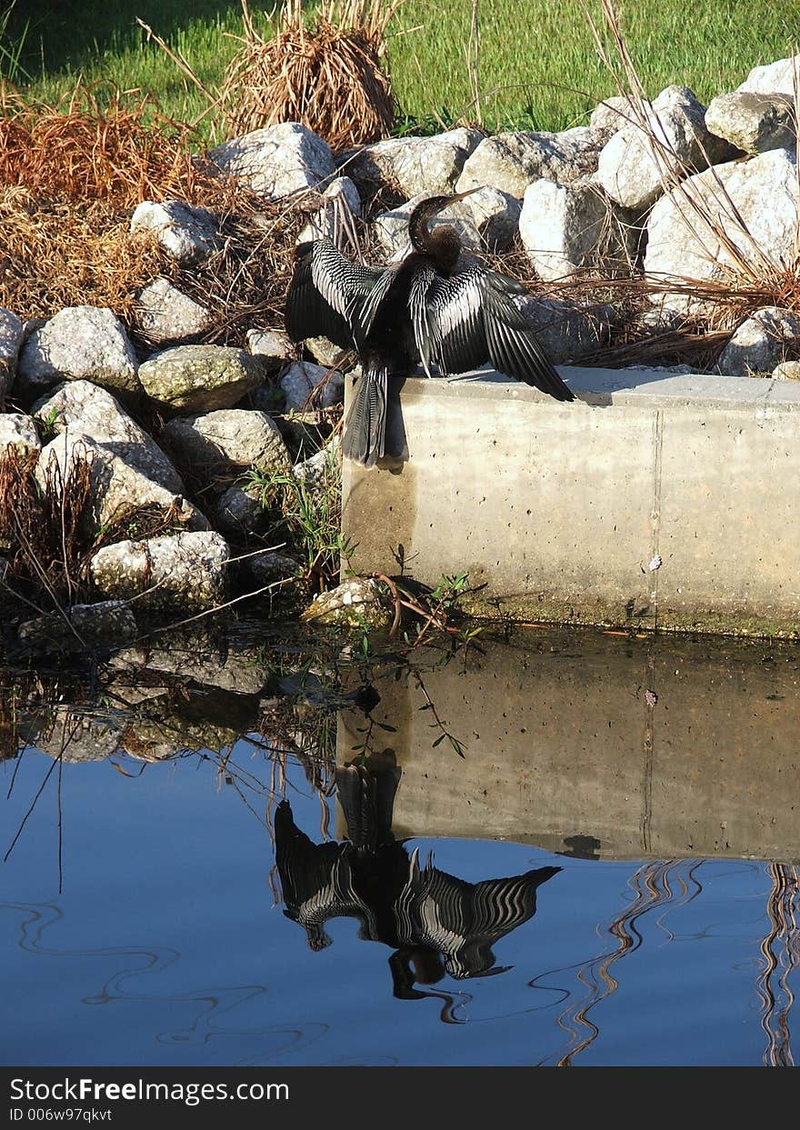 Basking in the warmth of the morning sun, this anhinga is beautifully reflected in the still water. Basking in the warmth of the morning sun, this anhinga is beautifully reflected in the still water.