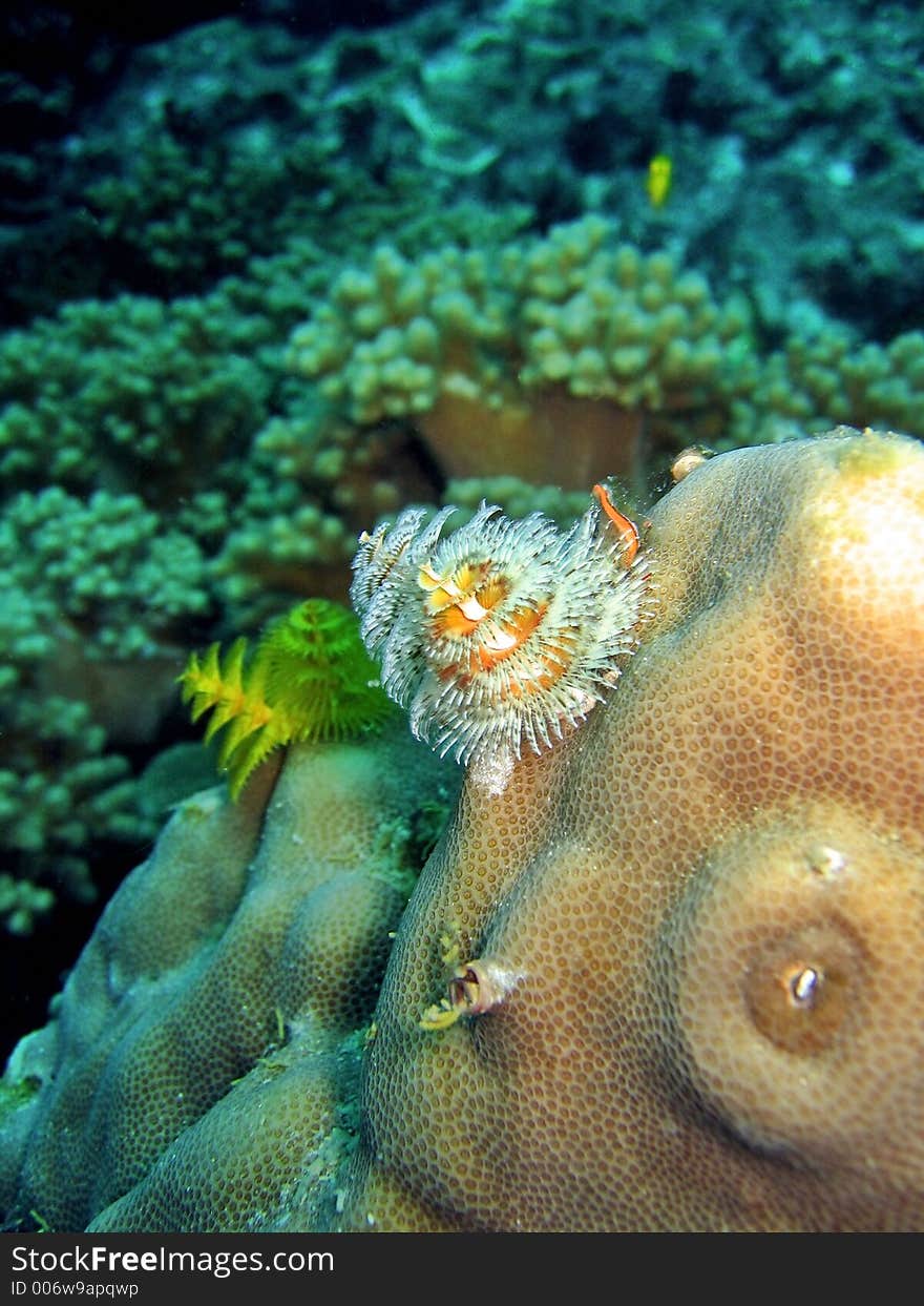 Christmas Tree Tubeworm