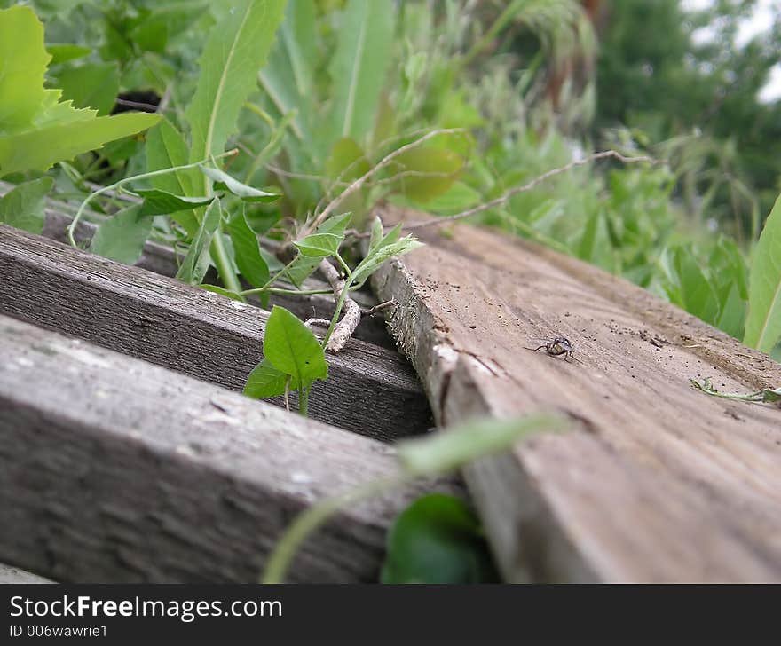 The thrown out and forgotten wooden fence. The thrown out and forgotten wooden fence