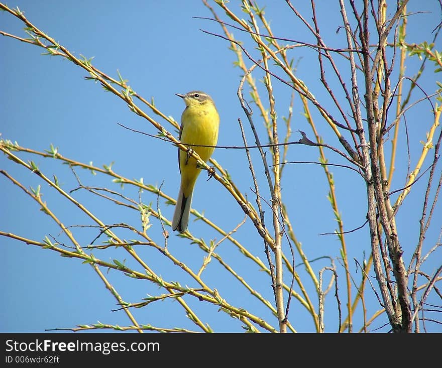 Yellow Wagtail