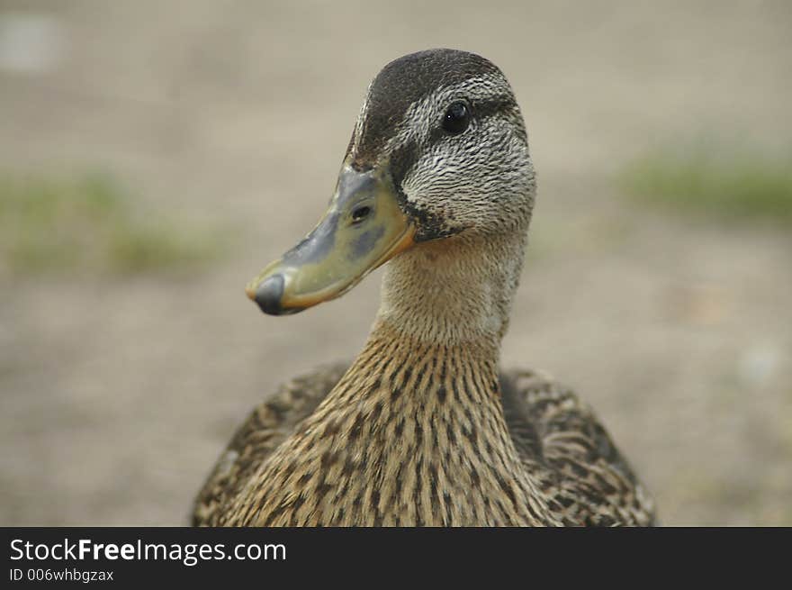 A portrait of a duck.