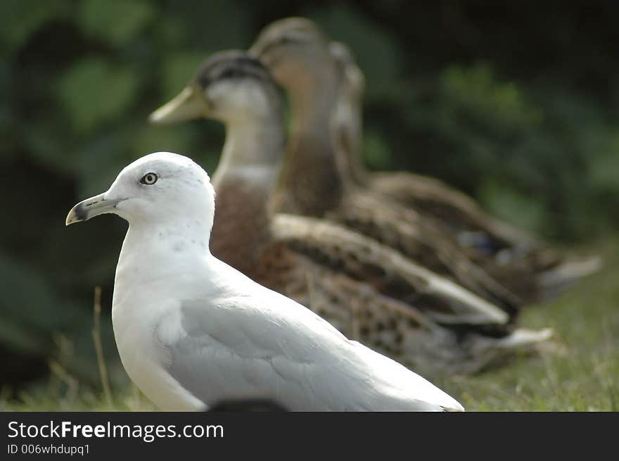 A seagull sitting in line with a row of ducks. A seagull sitting in line with a row of ducks.