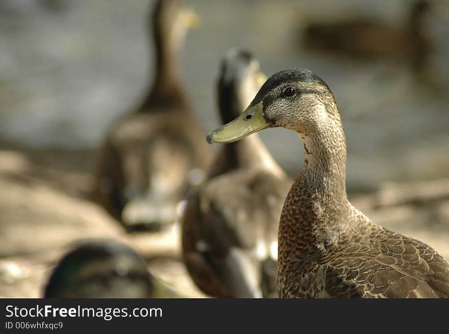 A duck with a crowd of other ducks in the background.