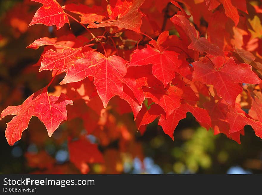 Autumn red