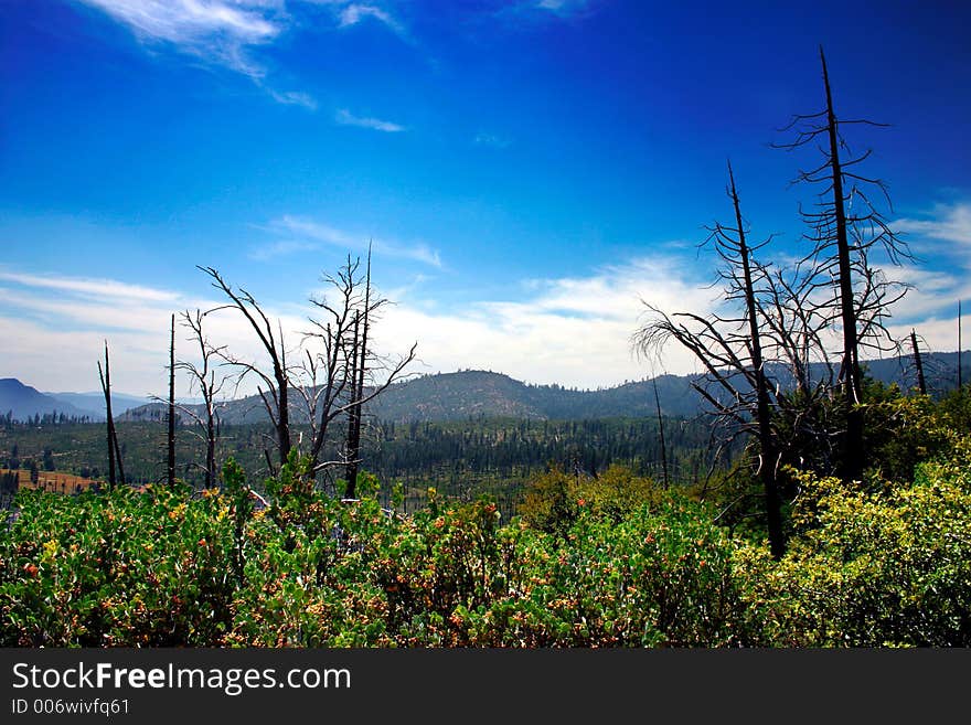 Trees branches