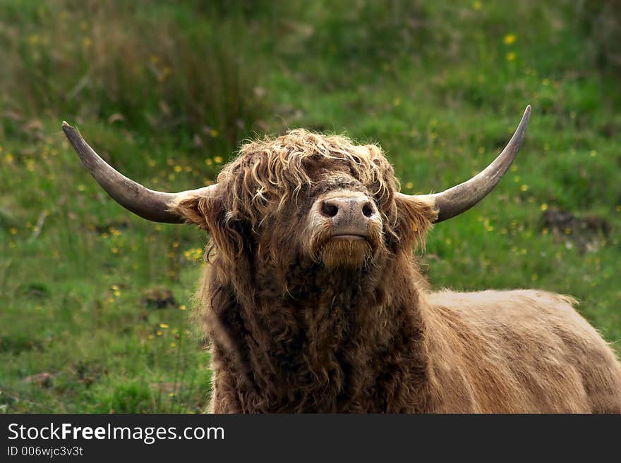 Scottish highland bull