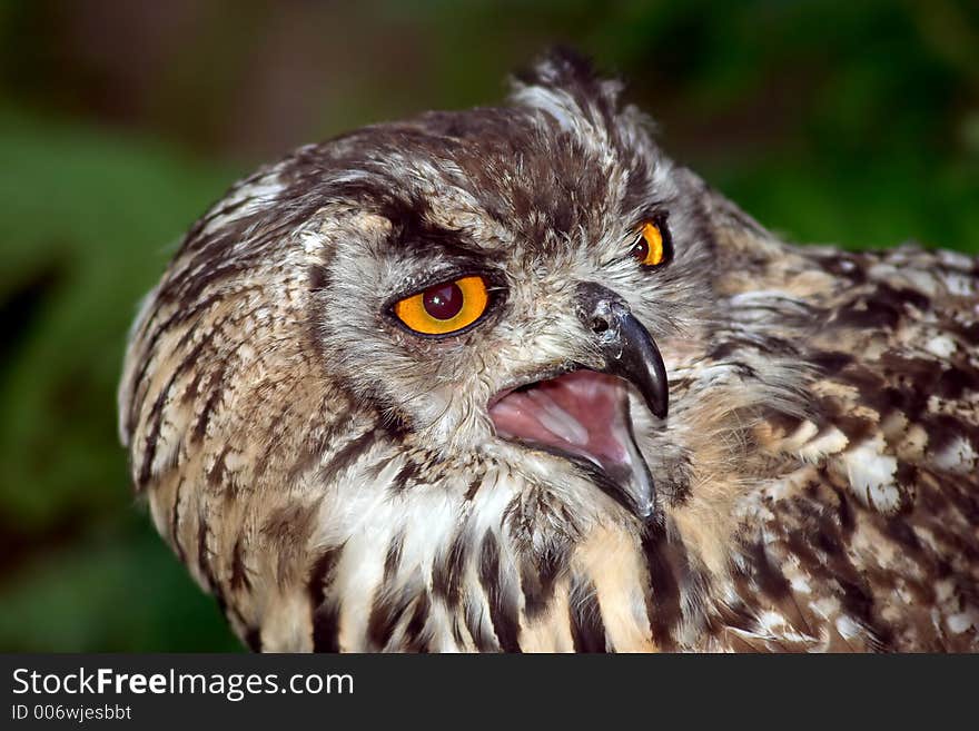 Agressive owl