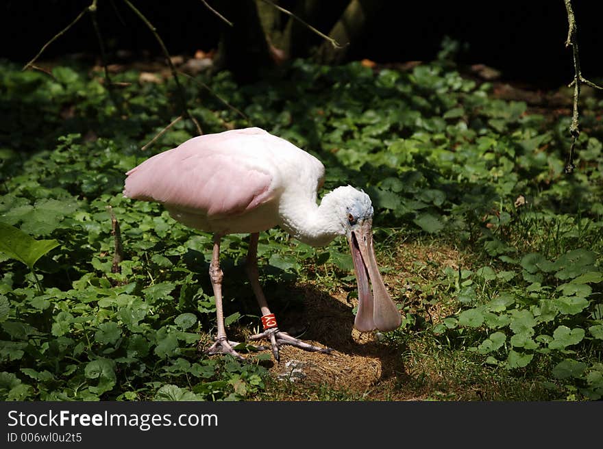 Photo of a pink bird taken in teh Paradisio Park in Belgium