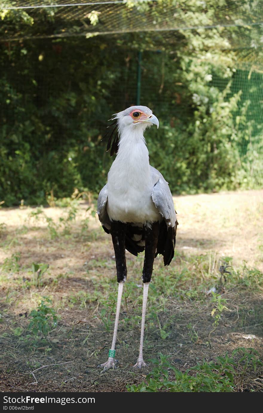 Bird with long legs