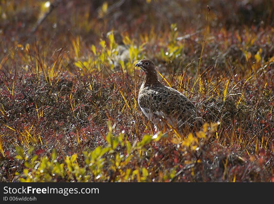 Willow ptarmagin in fall grasses