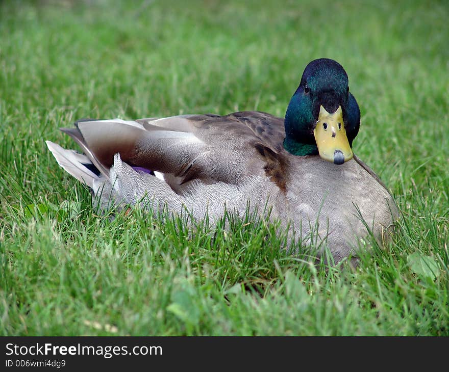 Mallard duck looking directly at viewer. Mallard duck looking directly at viewer