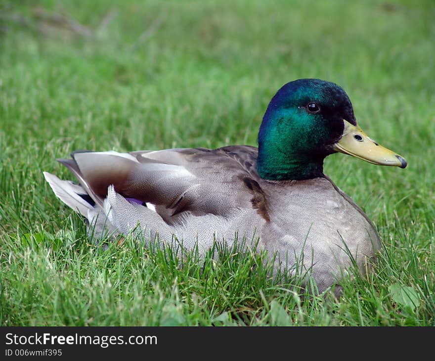 Mallard duck resting in the grass. Mallard duck resting in the grass