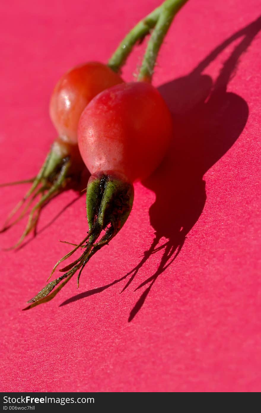 Berries of a dogrose