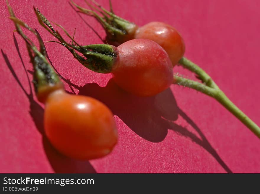 Berries of a dogrose