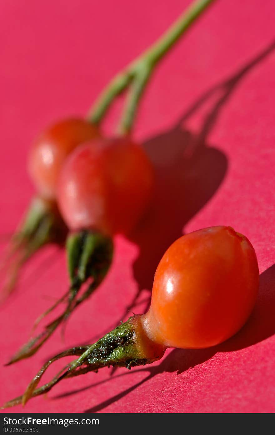 Bright berries of a dogrose-very useful source of vitamins