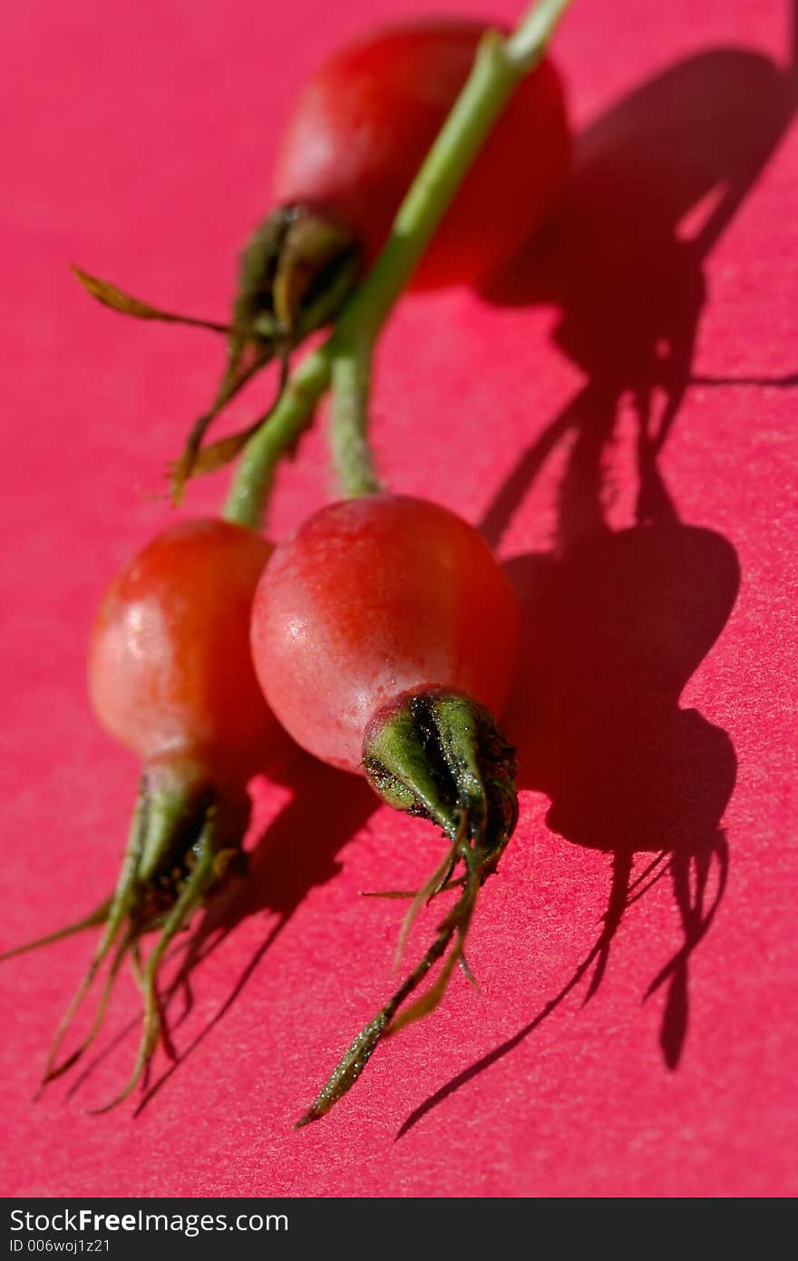 Bright berries of a dogrose-very useful source of vitamins