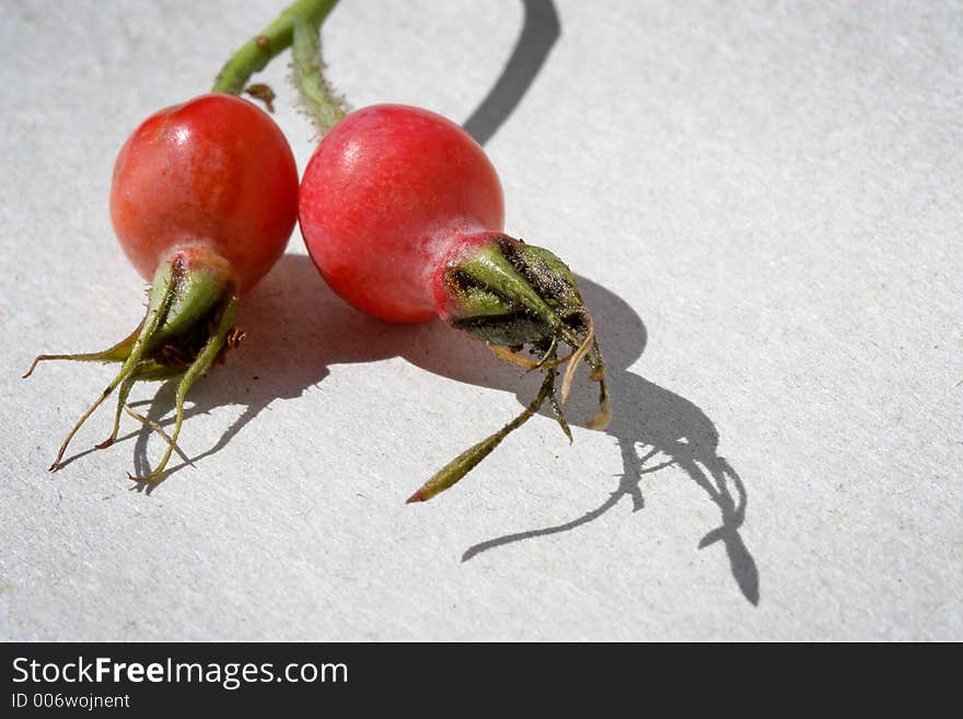 Berries of a dogrose