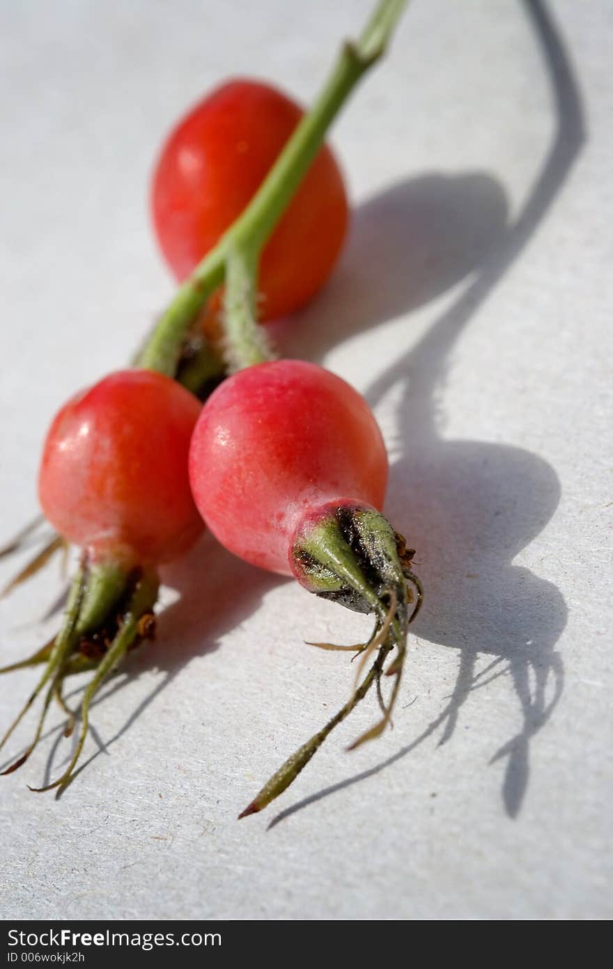 Bright berries of a dogrose-very useful source of vitamins