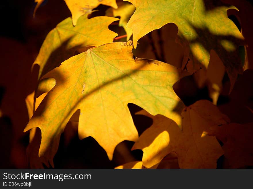 Yellow leaf