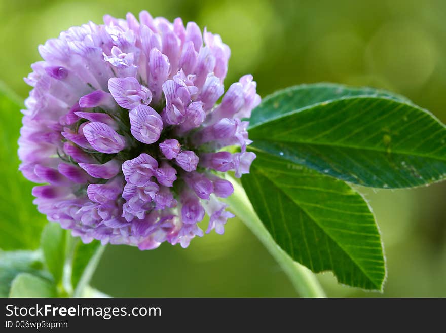 Floral Background-clover