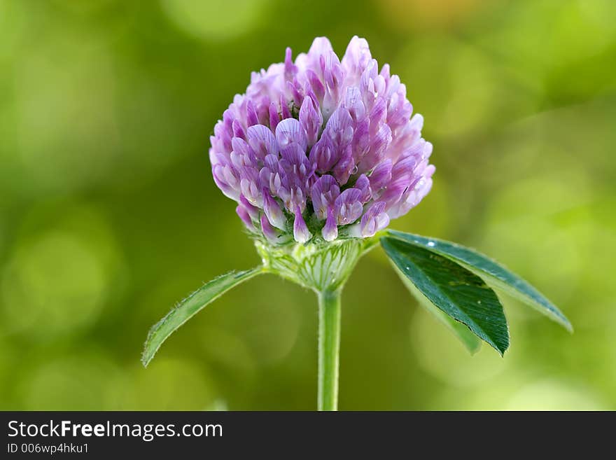 Floral background-clover