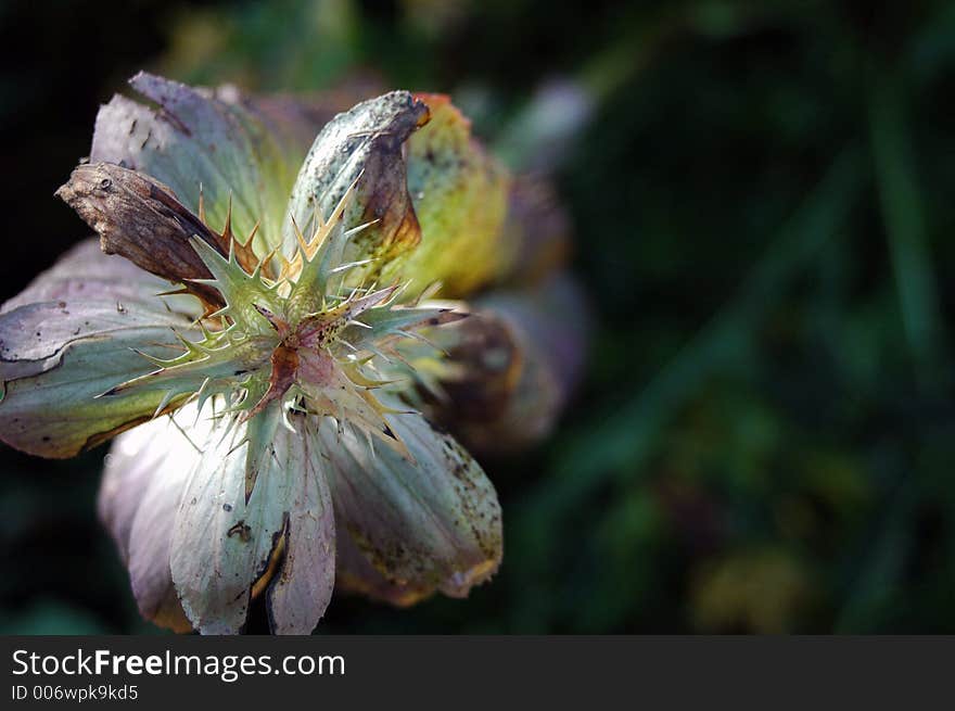 Closeup flowers with thorns