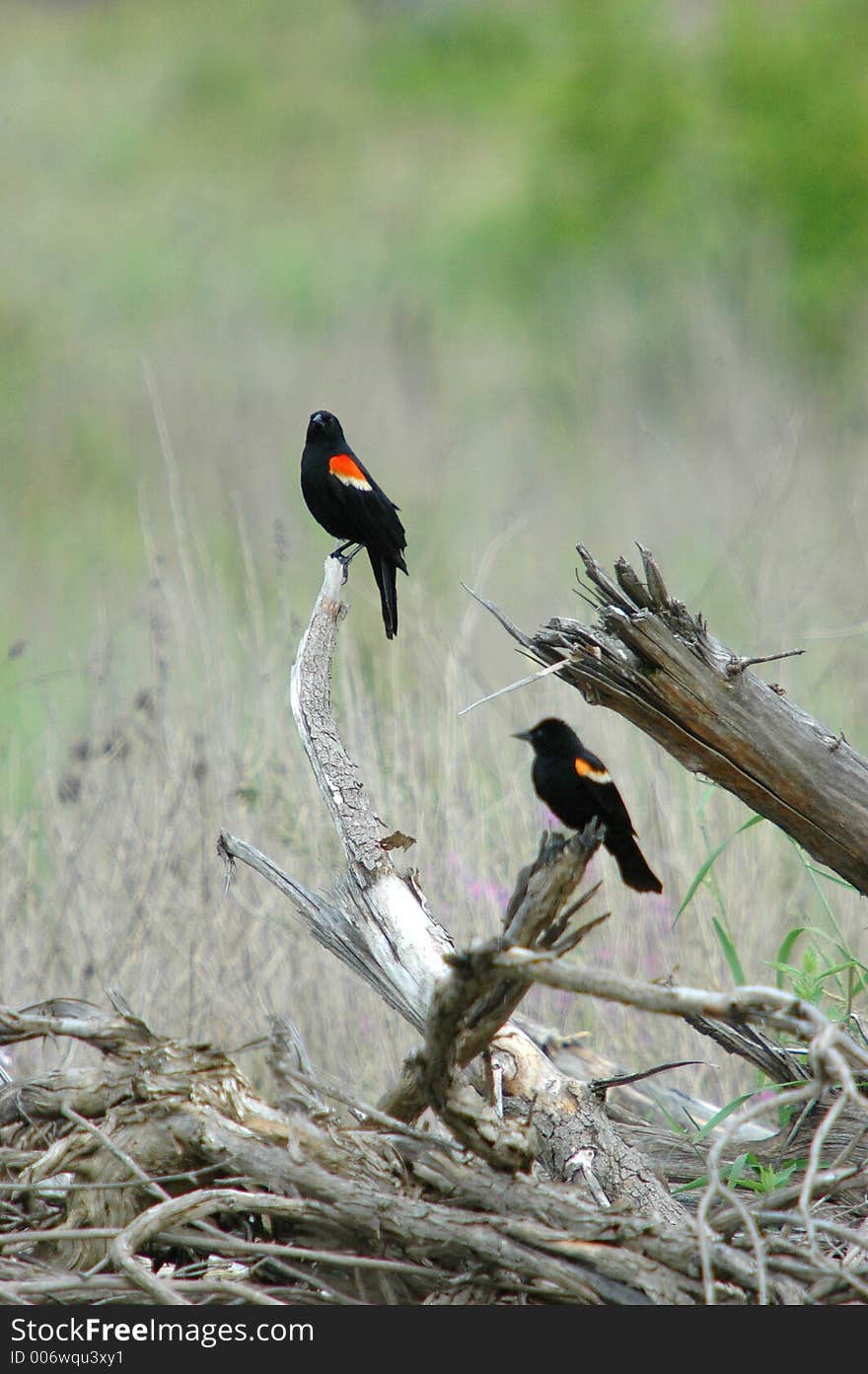 2 red-winged Blackbird relax