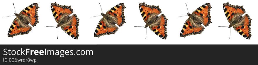 Butterflies (Red Admiral-Aglais urticae) on the white background. Butterflies (Red Admiral-Aglais urticae) on the white background