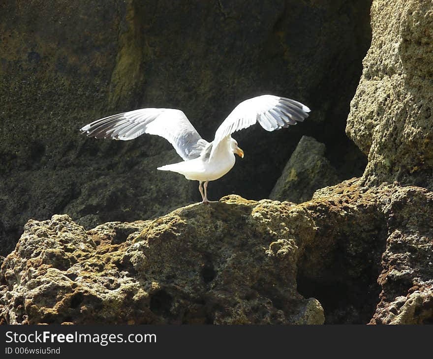 Gull And Rocks